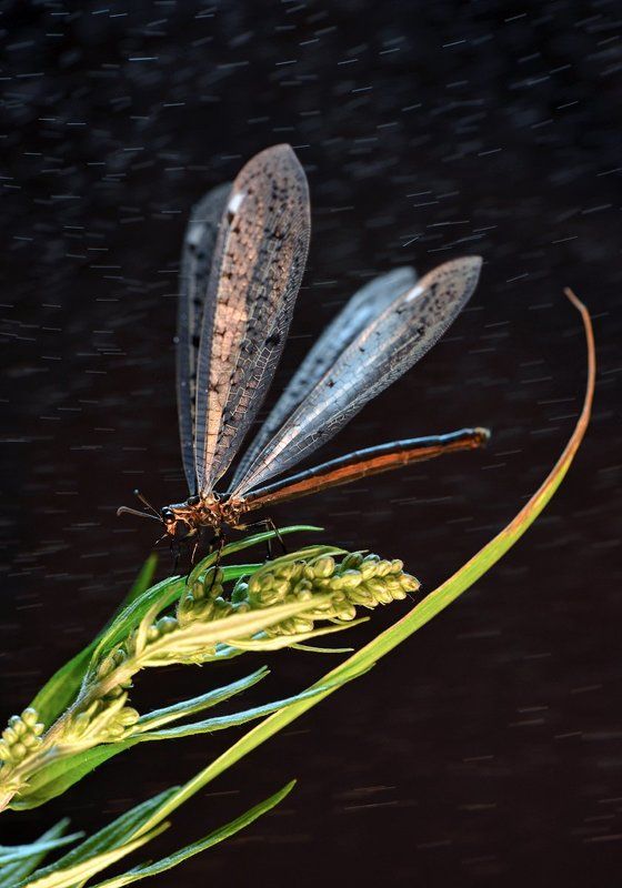 макро, байкал, муравьиный лев Ночной левphoto preview