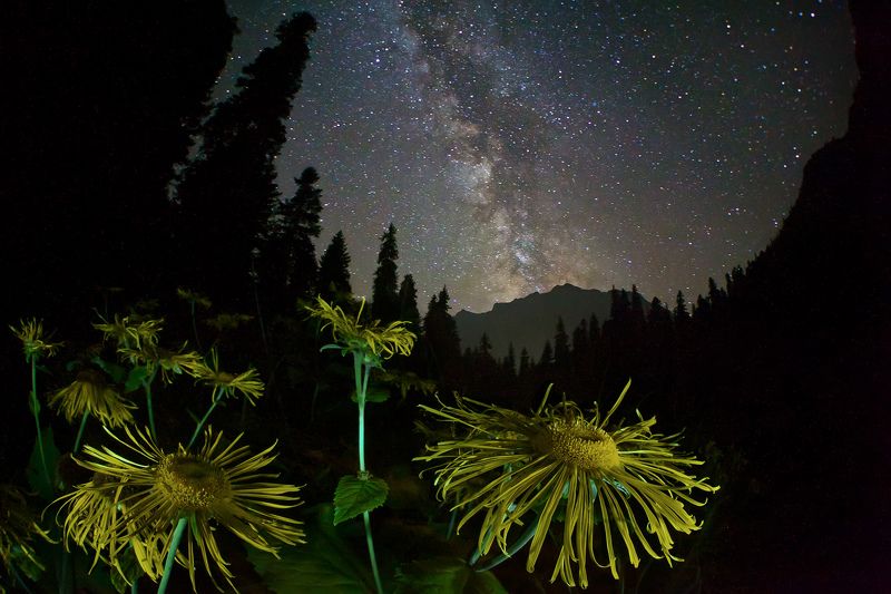 ночь, млечный путь, цветок, горы, лес,  Среди пространств и мировphoto preview