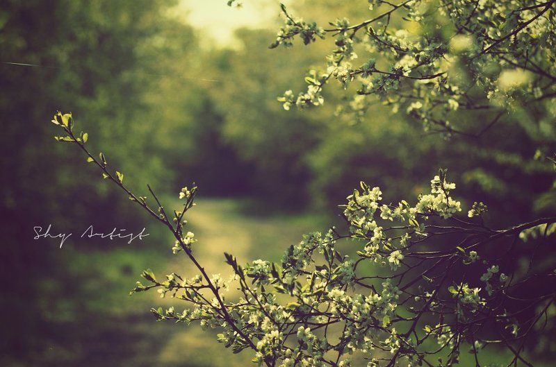 .......photo preview