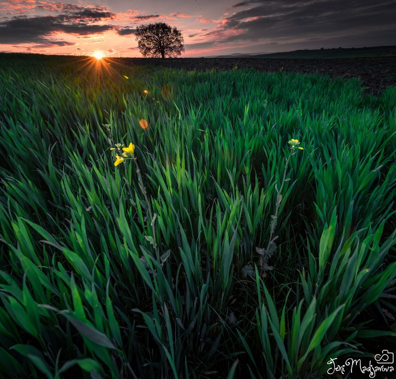 spring, sunset, field, nature, tree, grass, green Sprin is comingphoto preview