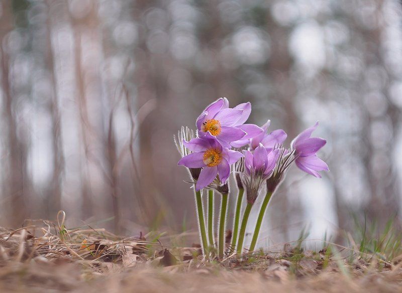 Сон-траваphoto preview