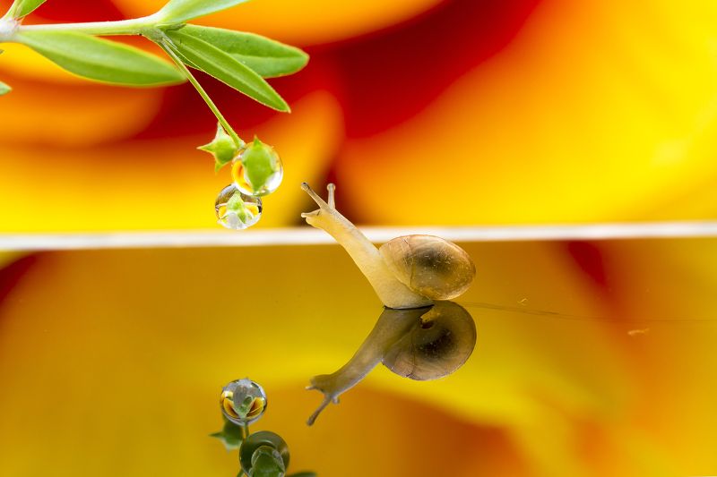 #macro#snail#colors Snail And Water Dropletsphoto preview
