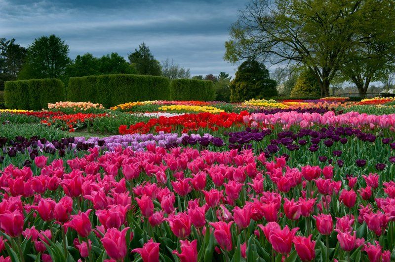 Tulip Gardensphoto preview
