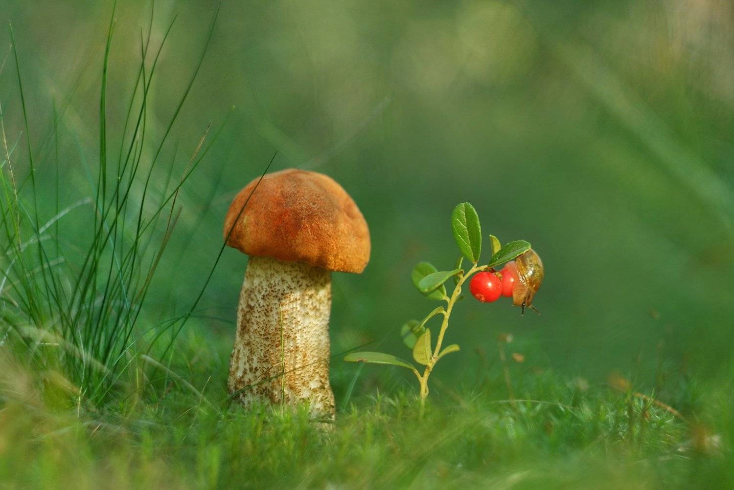 На полянке спозаранку. Автор: Александр Гвоздь грибы, природа, гелиос, Александр Гвоздь