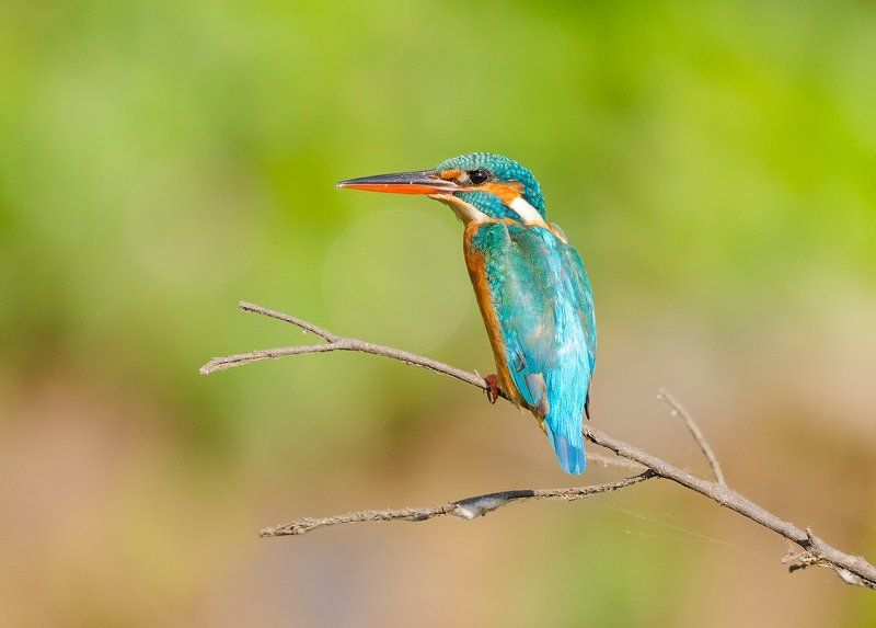 обыкновенный, зимородок ***photo preview