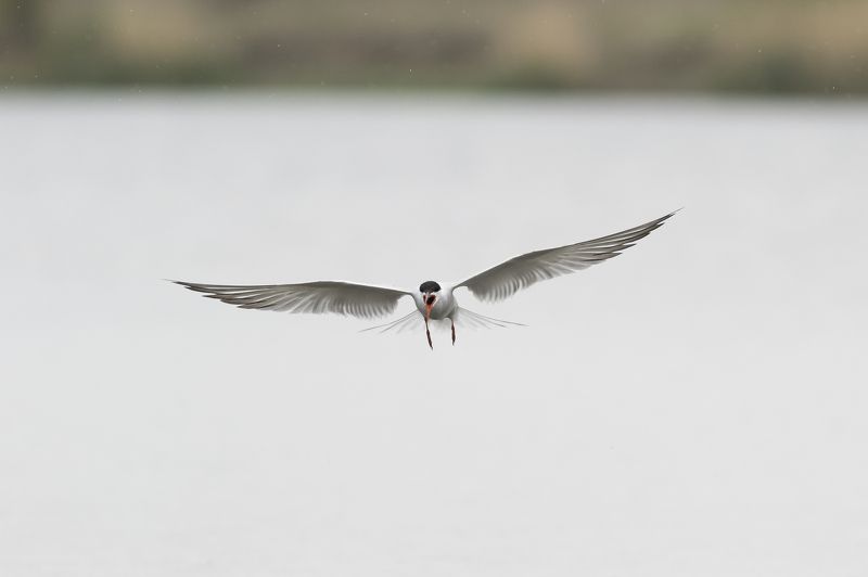 Sterna hirundophoto preview