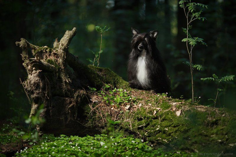 собака, лес, пуховка, мох Лесовичокphoto preview