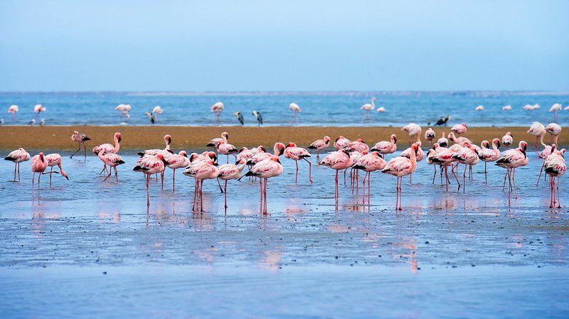 Flamingi фото превью