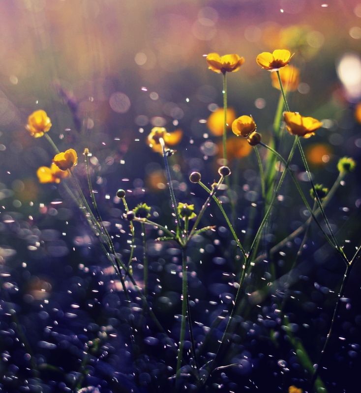 nature, flower, nikon, evening Flower*photo preview