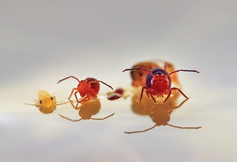 коллемболы Мойте руки перед едойphoto preview