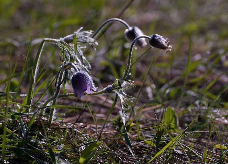 Весны прекрасные мгновенья...photo preview
