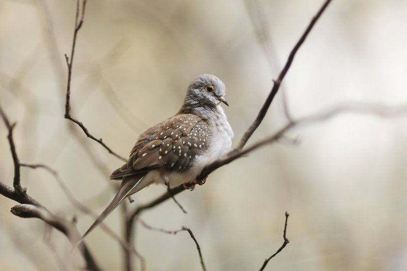 diamond, dove, bird, animal Бриллиантовая горлица (Geopelia cuneata)photo preview