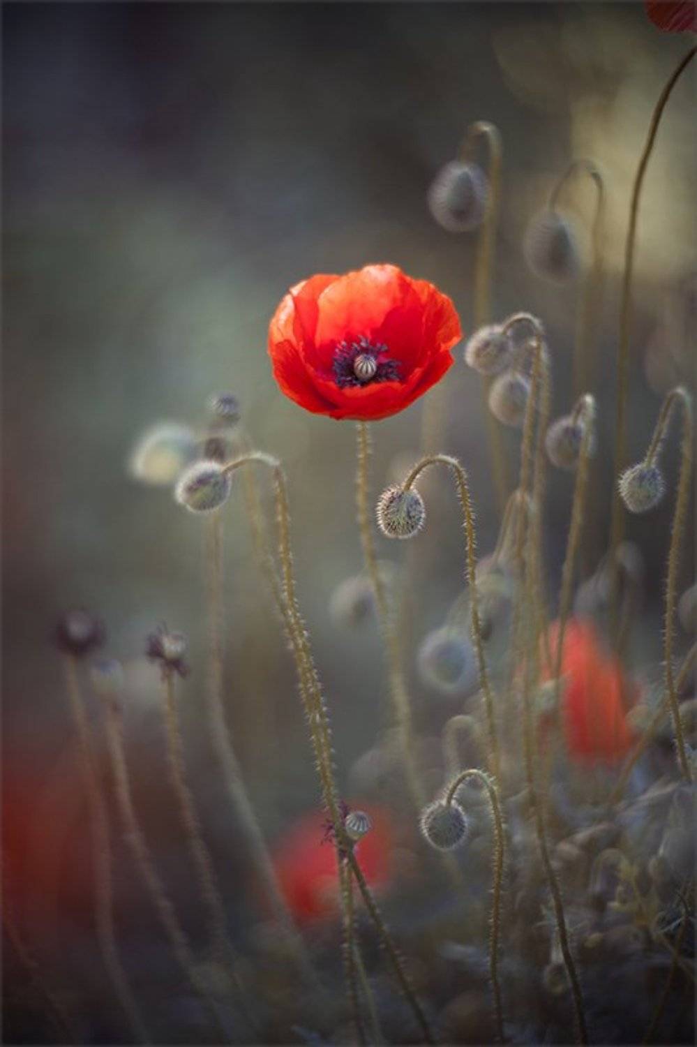 ***. Автор: Наталья Ова , Наталья Ова