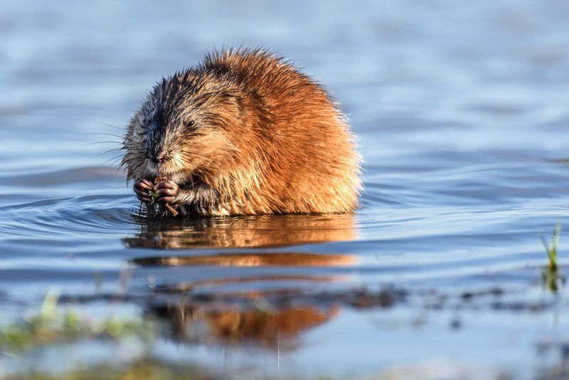 Водянойphoto preview