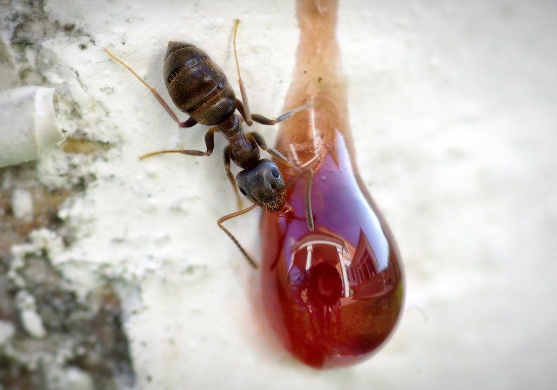 макро, муравей Автопортрет с муравьёмphoto preview