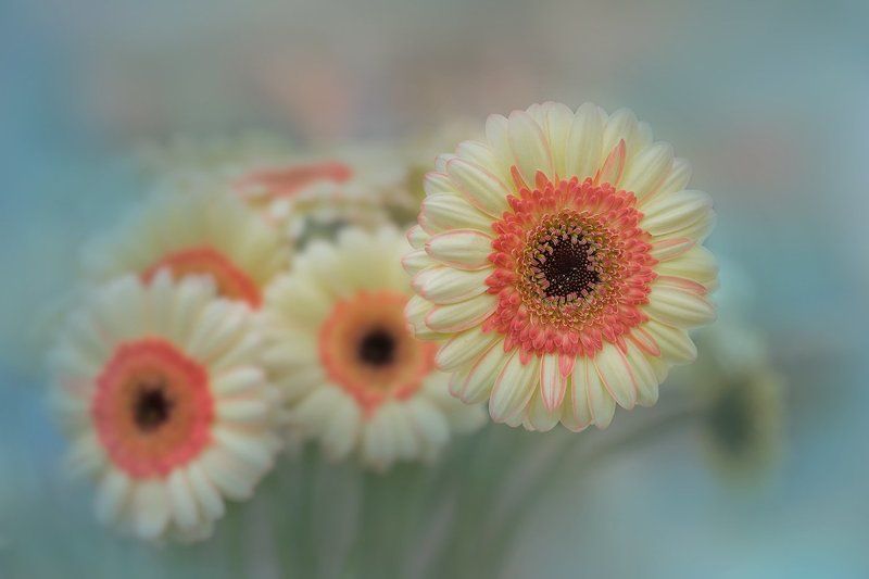 Цветок счастья и успехаphoto preview