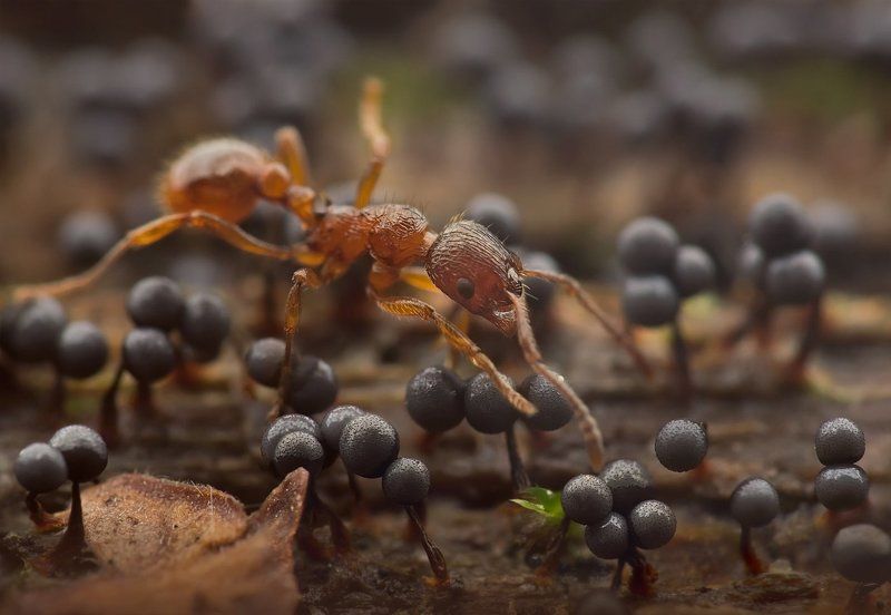 муравей, миксомицеты, лес, поваленное дерево Идти по головамphoto preview