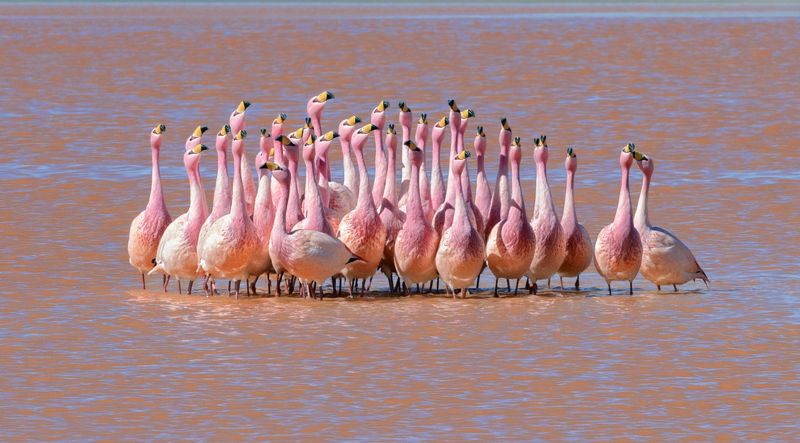 боливия, bolivia Игры Фламингоphoto preview