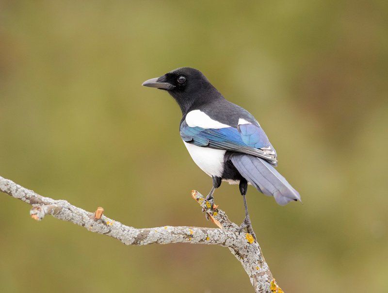 сорока сорокаphoto preview