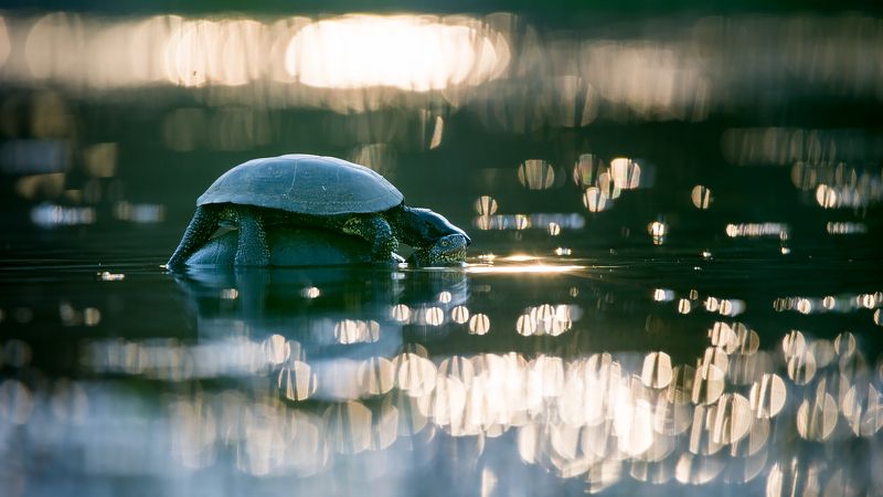 черепаха,любовь,пара,вода Черепашкиphoto preview