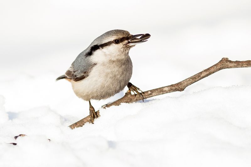Поползеньphoto preview