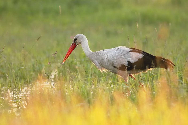 ... фото превью
