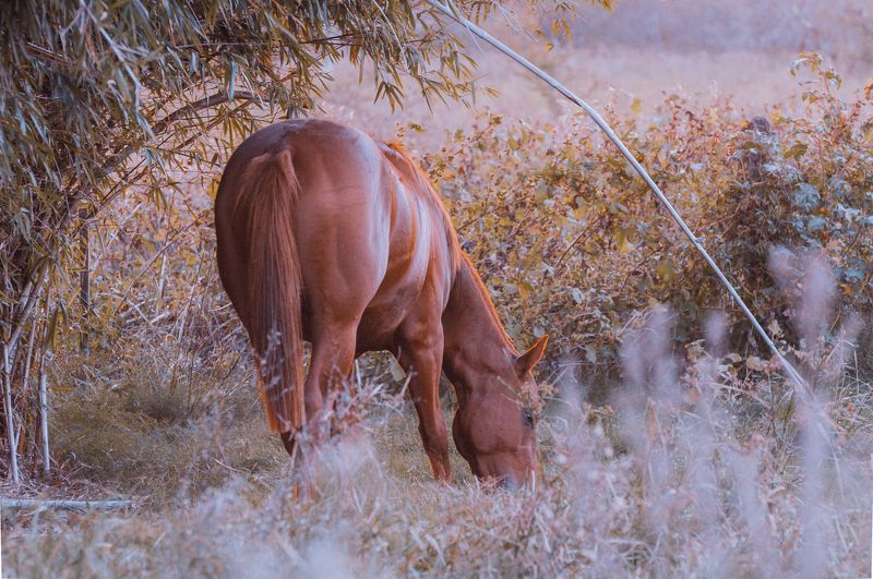 Campestrephoto preview