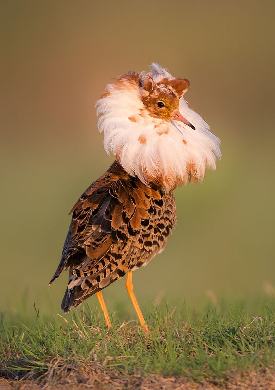 Ruff, Finland Ruff (Philomachus pugnax)photo preview