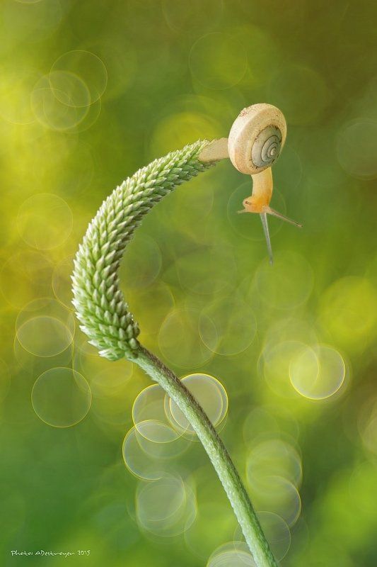 macro nature butterfly Am I Going Crazy?photo preview