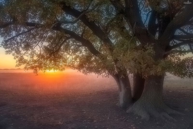 Из жизни дереваphoto preview