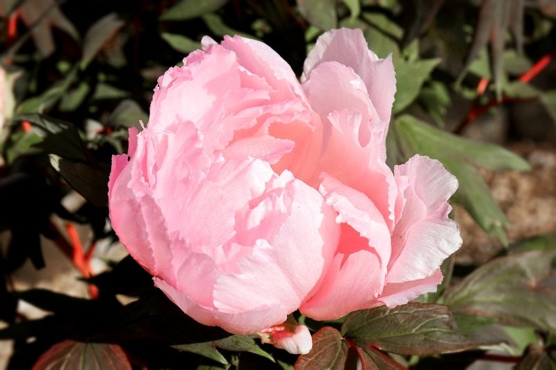 пионы Розовое облакоphoto preview