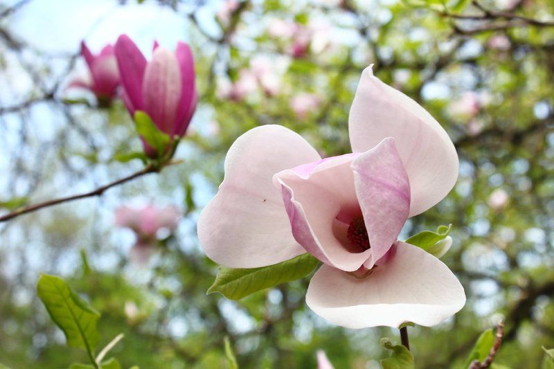 В Києві цвіте магноліяphoto preview
