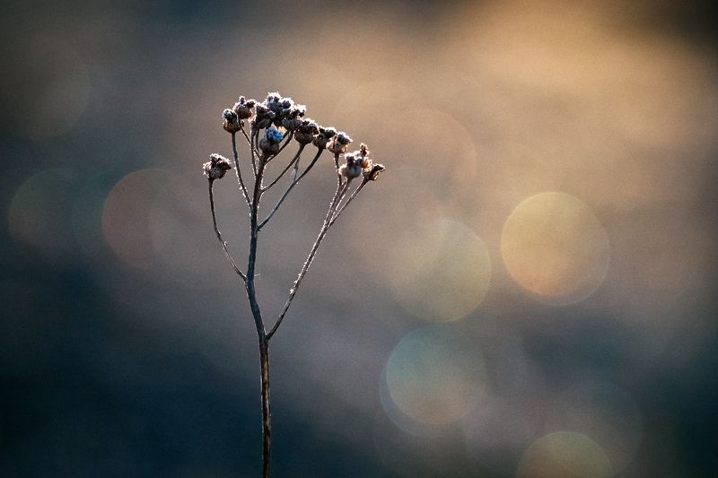 Одним весенним утром...photo preview
