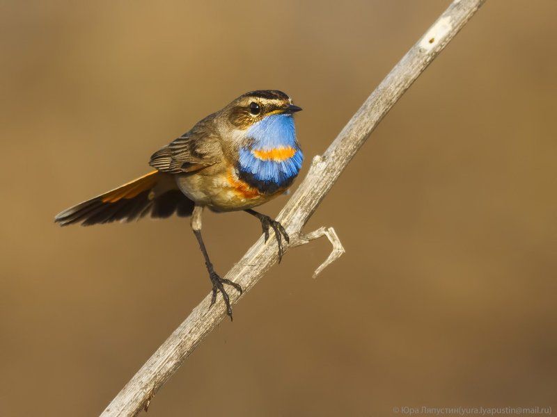 варакушка, Варакушка .photo preview