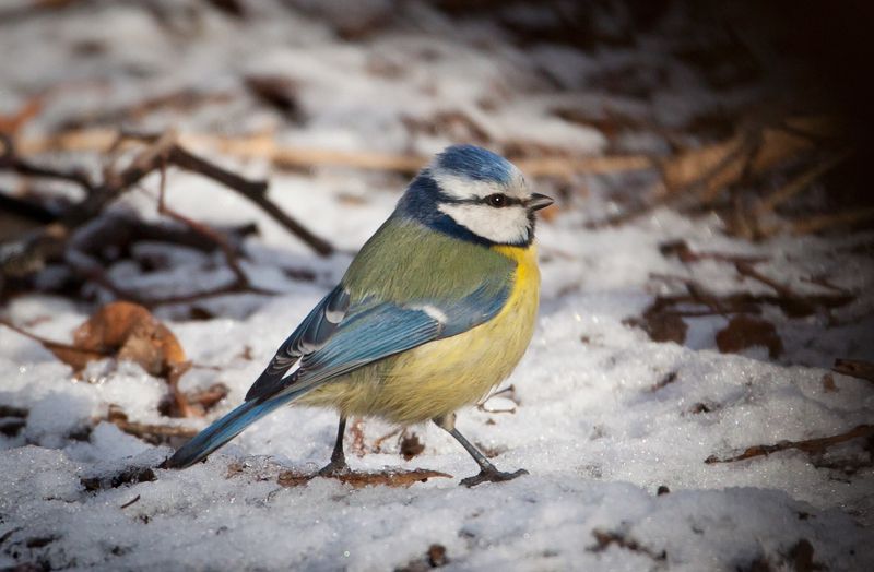 Лазаревкаphoto preview