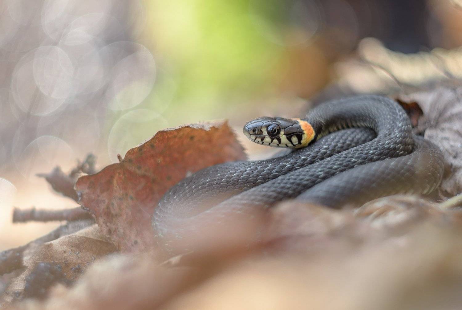 уж, змея, рептилия, пресмыкающееся, тепло, апрель, весна, солнечно, боке, блики, гелиос, лес, николина гора, московская область, Ксения Соварцева