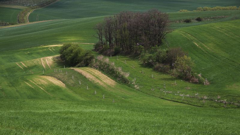 луг деревья весна Моравскаяphoto preview