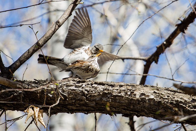 Весна,Любовь,Дроздыphoto preview