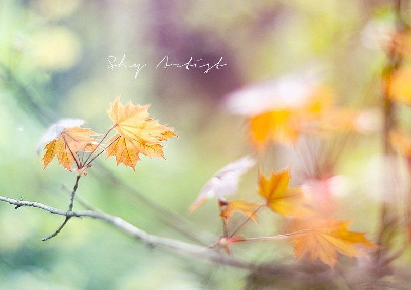 .........photo preview