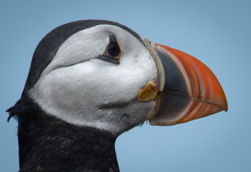 Puffin, Norway Puffin profile picphoto preview