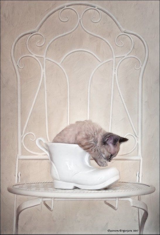 котёнок, башмак, туфелька, девон-рекс, натюркотики Золушкаphoto preview