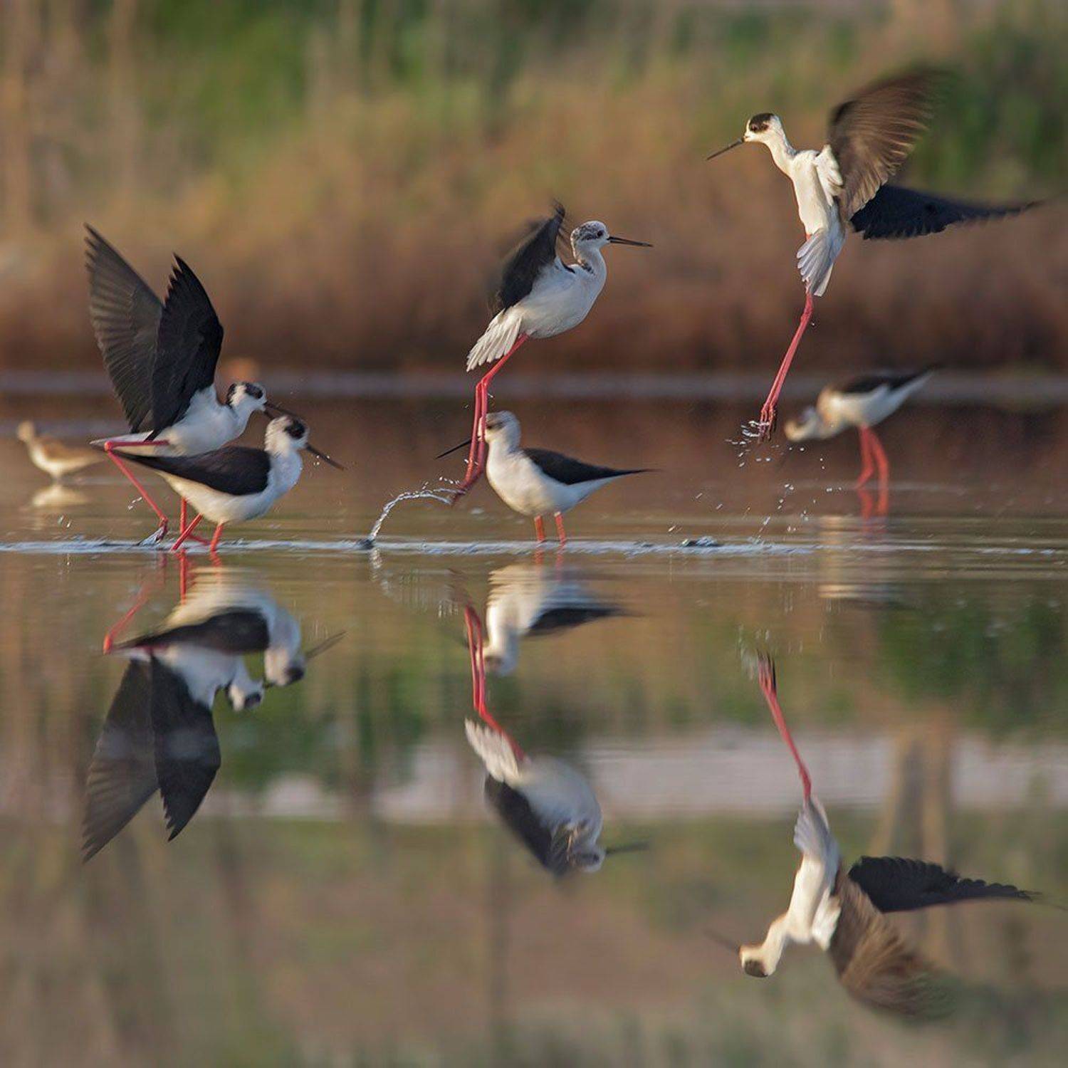 худолочник, кокилобегач, Евгени Стефанов