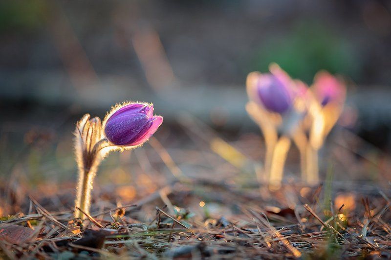 Пробуждение.photo preview