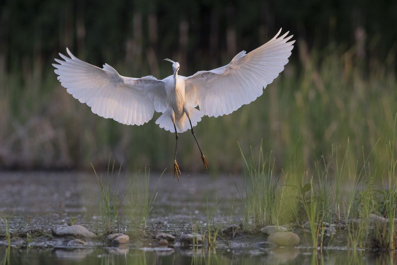 Egretta garzettaphoto preview