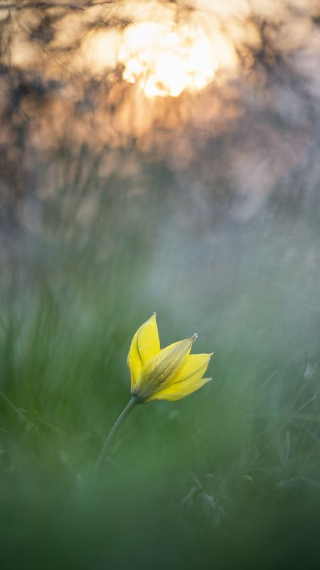 цветы,цветок,природа,макро,растения,первоцвет,тюльпан Весенние первоцветыphoto preview