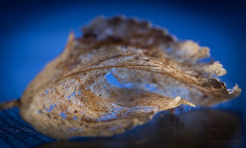 макро, гусеница, лист, весна, тепло Весеннее настроениеphoto preview