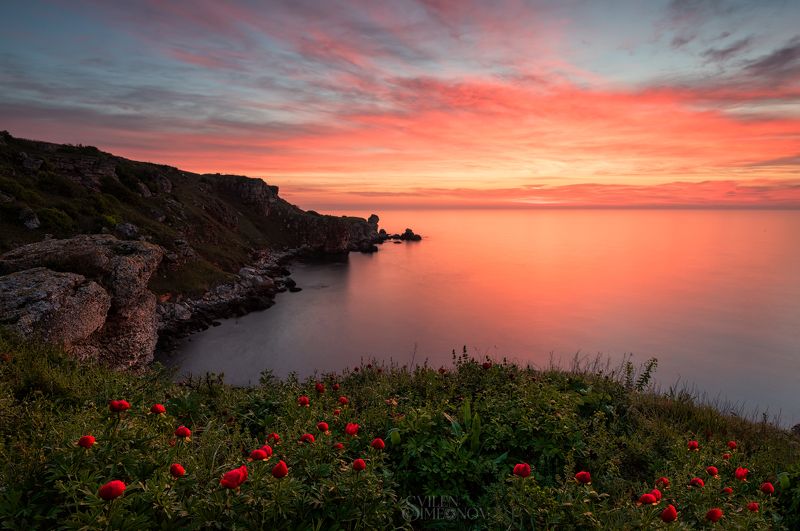 Пионыphoto preview