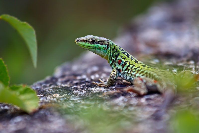 ящерица, пресмыкающиеся, природа, дикая природа, рептилия Калабрийские драконыphoto preview