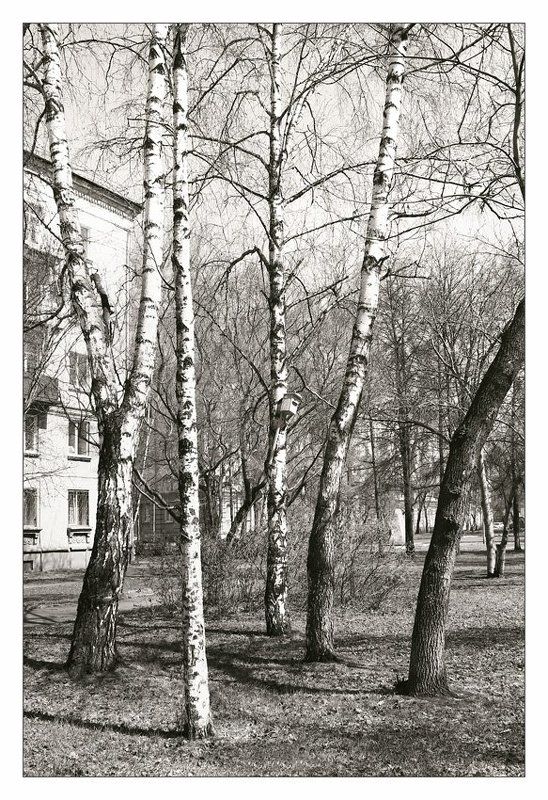 весна, апрель, черно-белое Черно-белая весна. Апрель.photo preview