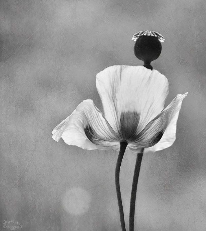 Przemijaniephoto preview